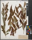 Foto von Salix appendiculata Vill. x Salix purpurea L.